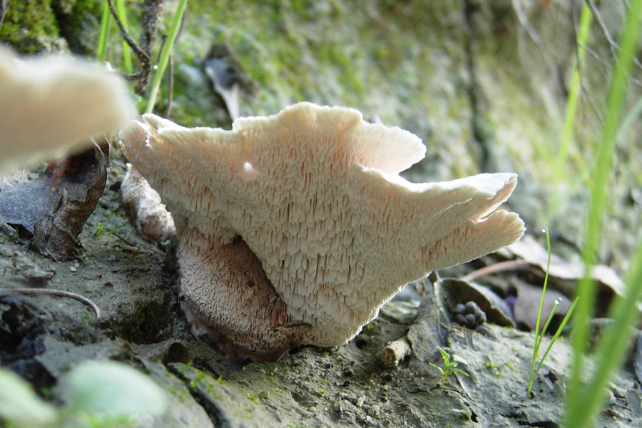 Hydnum sp? (Abortiporus biennis)